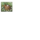 Fabric Collection 66731